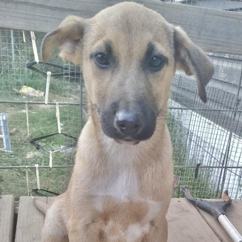 Maverick