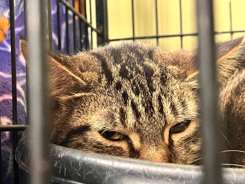 Enlarge MotherLode, a Adoptable mixed breed in Auburn, IN image 2/2