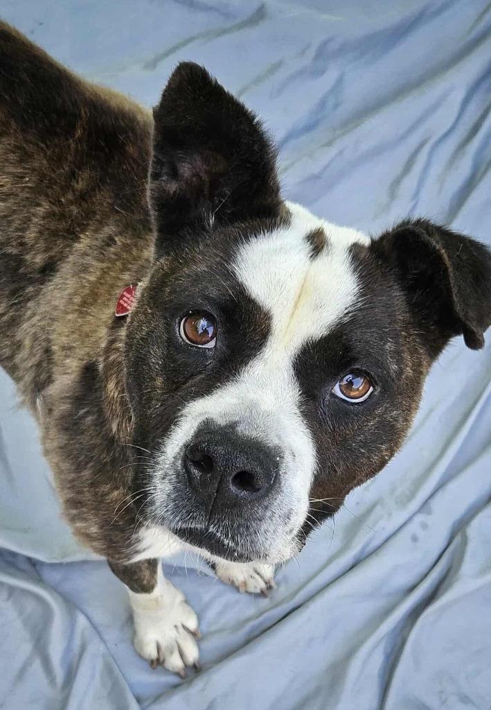 Dora, Adoptable, Adult Female Akita & Mixed Breed.