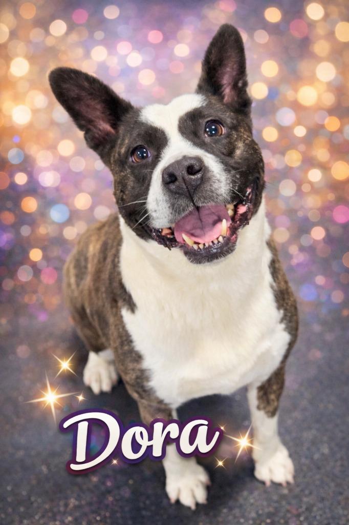 Dora, Adoptable, Adult Female Akita & Mixed Breed.