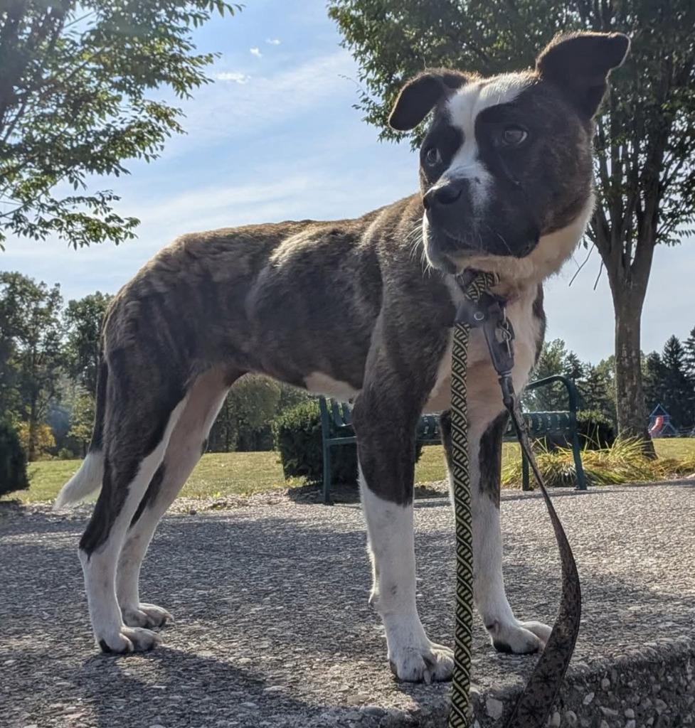 Enlarge Dora, a Adoptable mixed breed in Warren, MI image 3/6