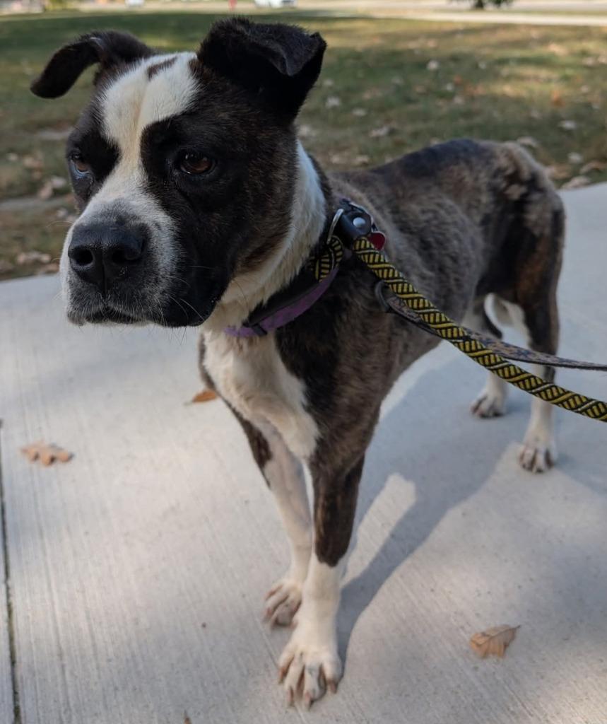 Enlarge Dora, a Adoptable mixed breed in Warren, MI image 4/6