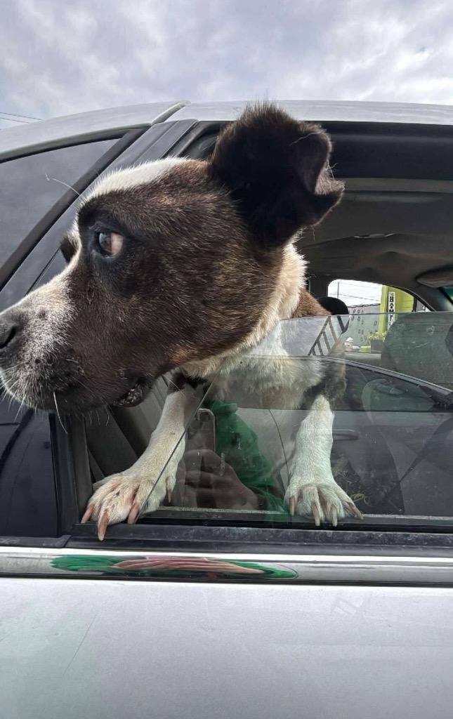 Enlarge Dora, a Adoptable mixed breed in Warren, MI image 5/6