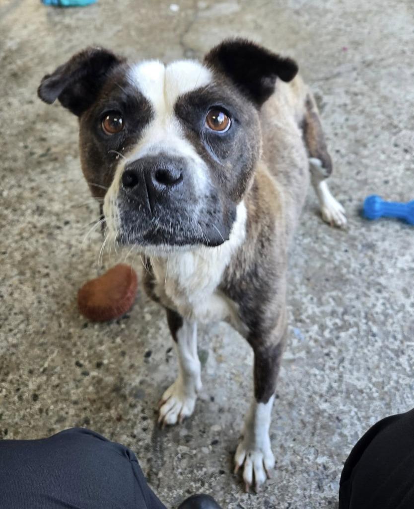 Enlarge Dora, a Adoptable mixed breed in Warren, MI image 5/6