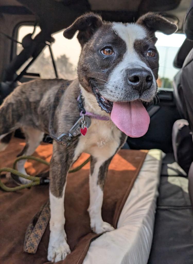 Enlarge Dora, a Adoptable mixed breed in Warren, MI image 6/6