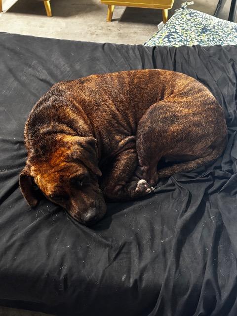 Enlarge PIPER, a Adoptable Staffordshire Bull Terrier in Athens, AL image 1/6