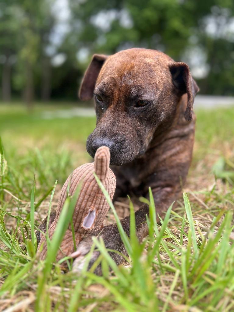 Enlarge PIPER, a Adoptable Staffordshire Bull Terrier in Athens, AL image 3/6