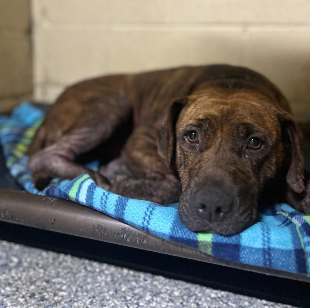 Enlarge PIPER, a Adoptable Staffordshire Bull Terrier in Athens, AL image 4/6
