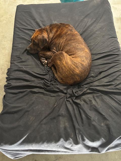 Enlarge PIPER, a Adoptable Staffordshire Bull Terrier in Athens, AL image 5/6