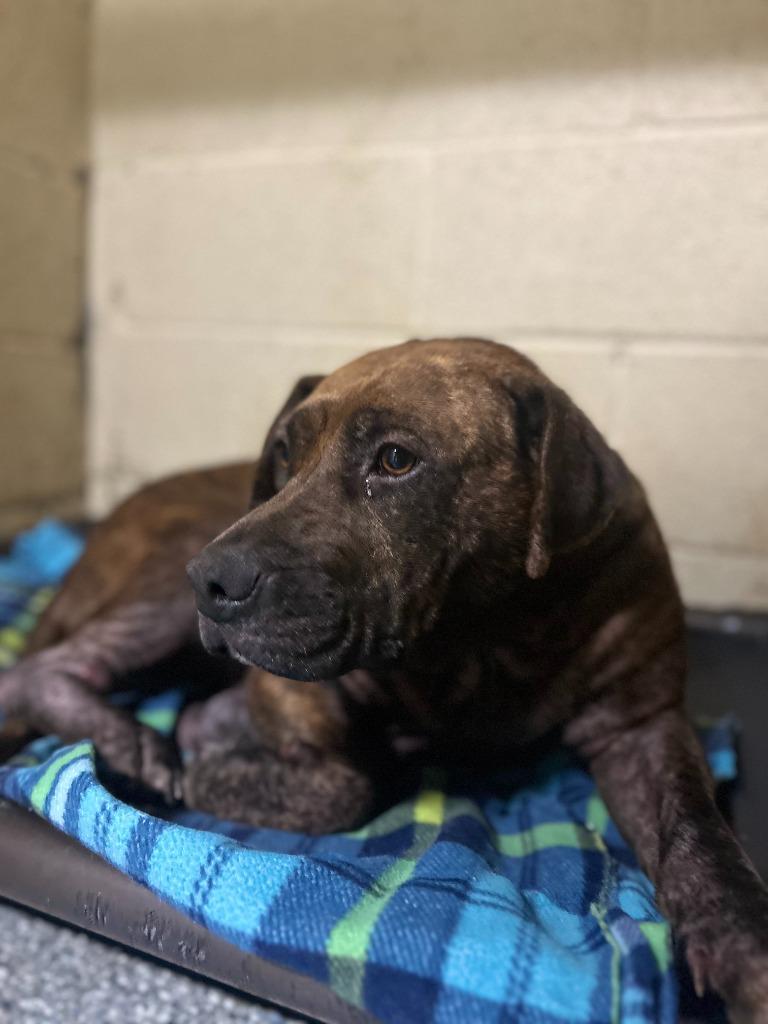 Enlarge PIPER, a Adoptable Staffordshire Bull Terrier in Athens, AL image 6/6
