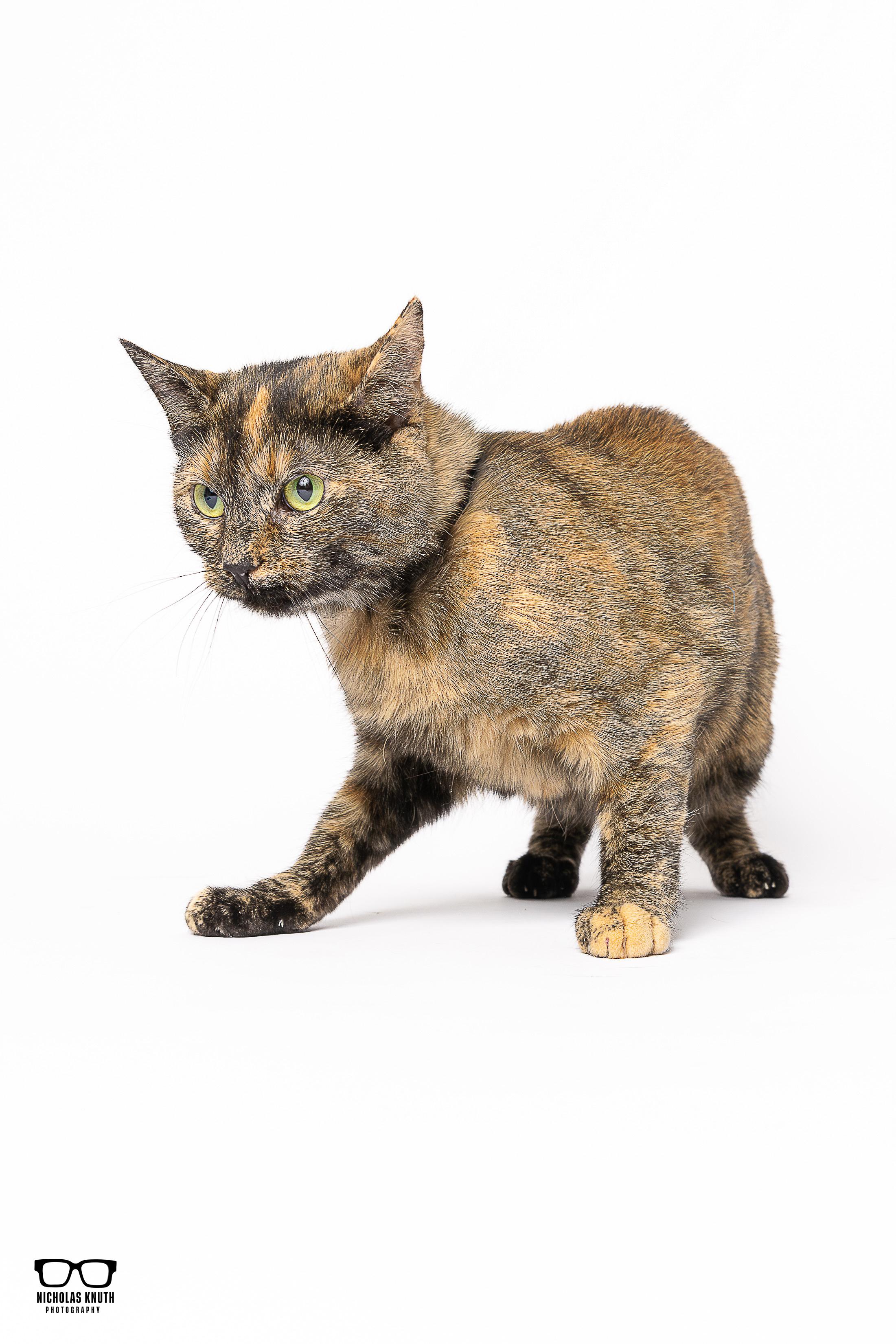 Elvira, a Adoptable Tortoiseshell in Palatine, IL image 2/6