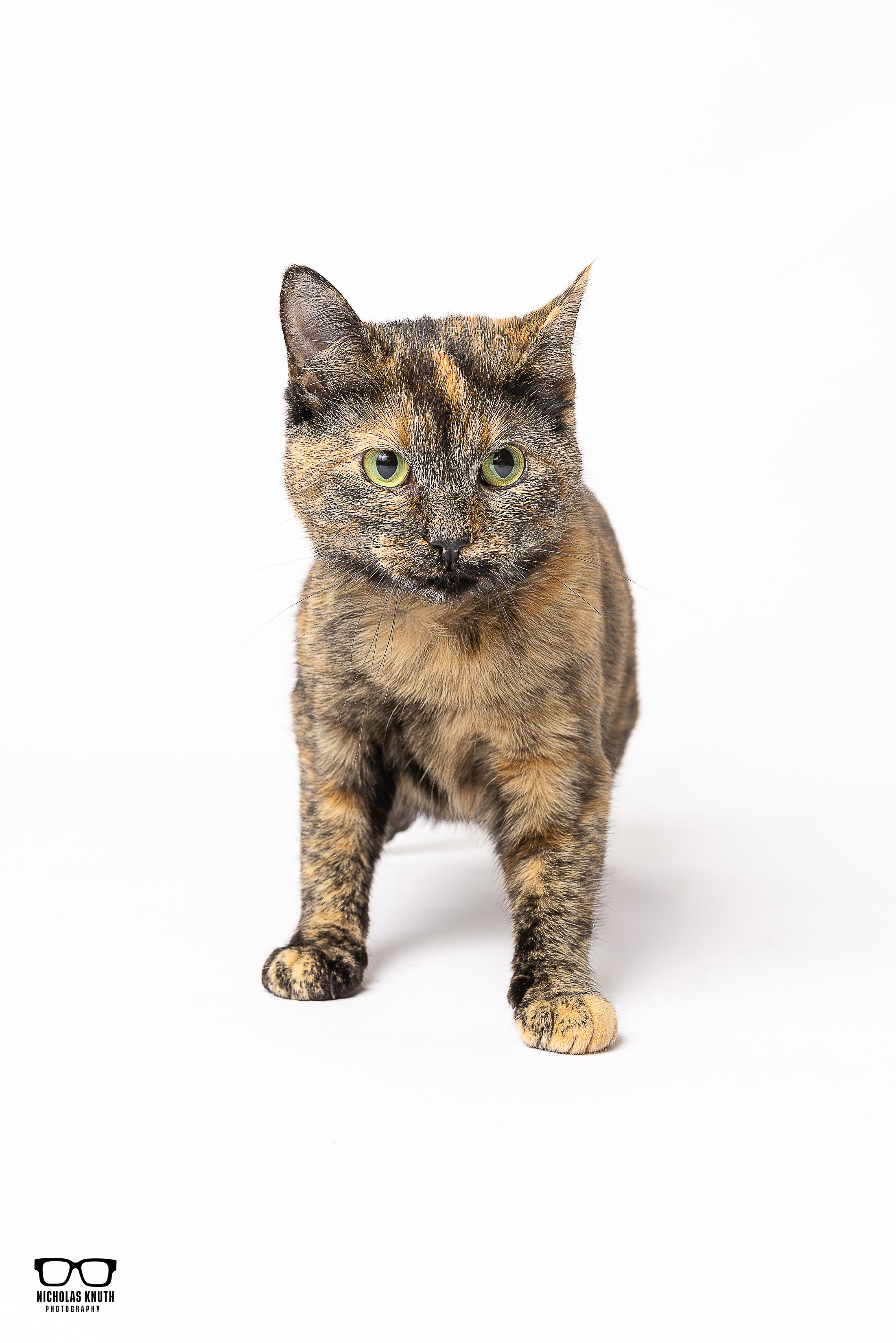 Elvira, a Adoptable Tortoiseshell in Palatine, IL image 1/6