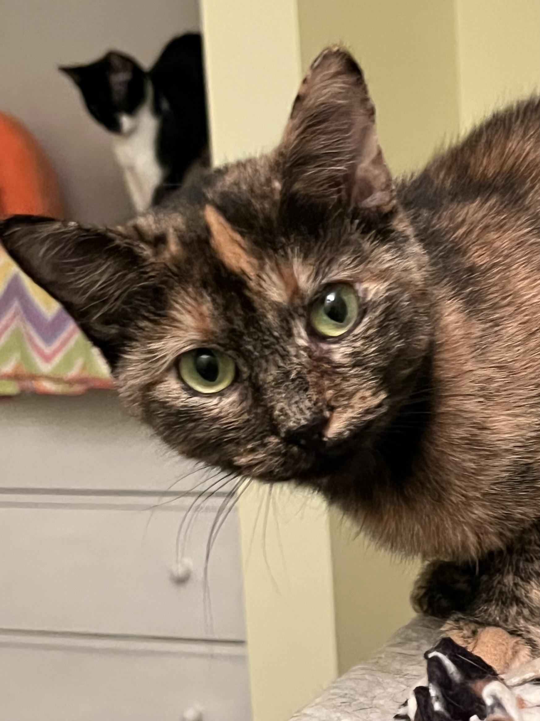 Elvira, Adoptable, Young Female Tortoiseshell.