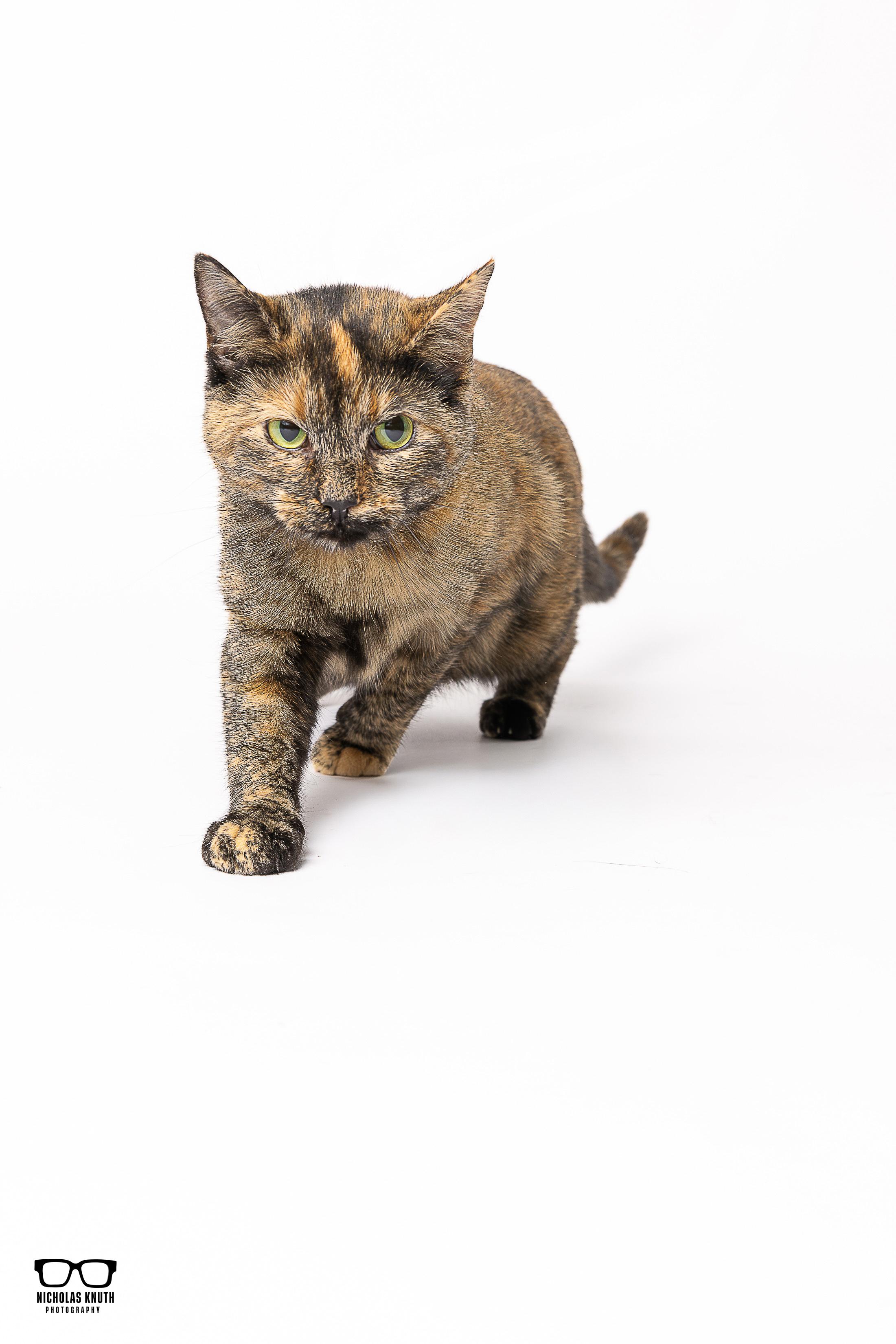 Elvira, a Adoptable Tortoiseshell in Palatine, IL image 5/6