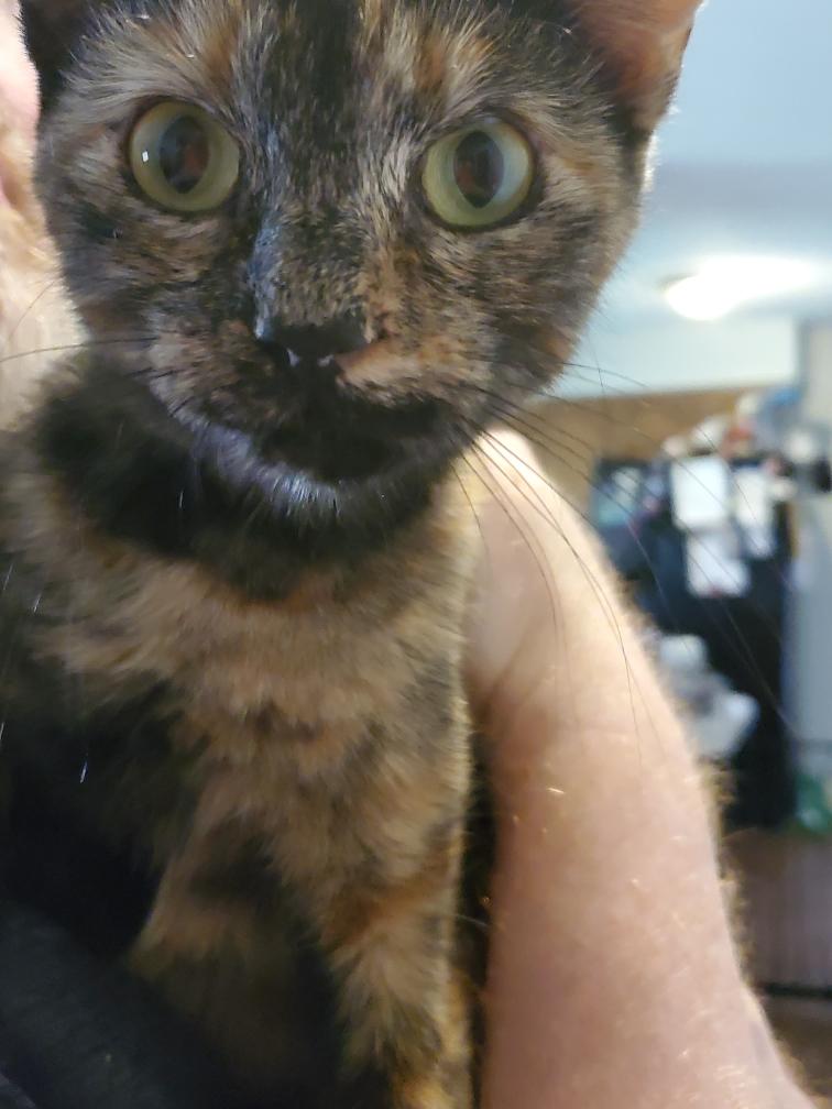 Enlarge Elvira, a Adoptable Tortoiseshell in Palatine, IL image 1/1