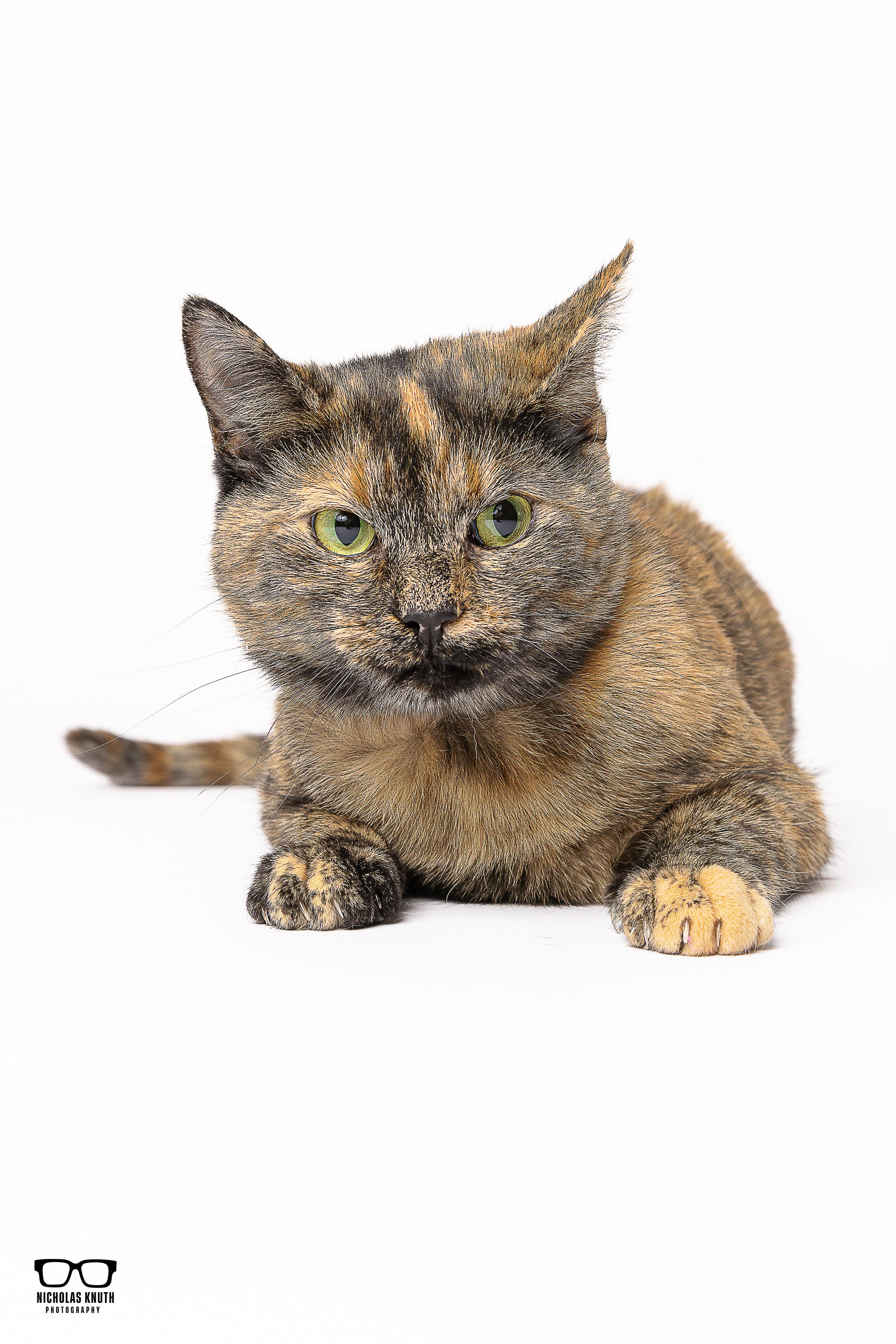 Elvira, a Adoptable Tortoiseshell in Palatine, IL image 3/6