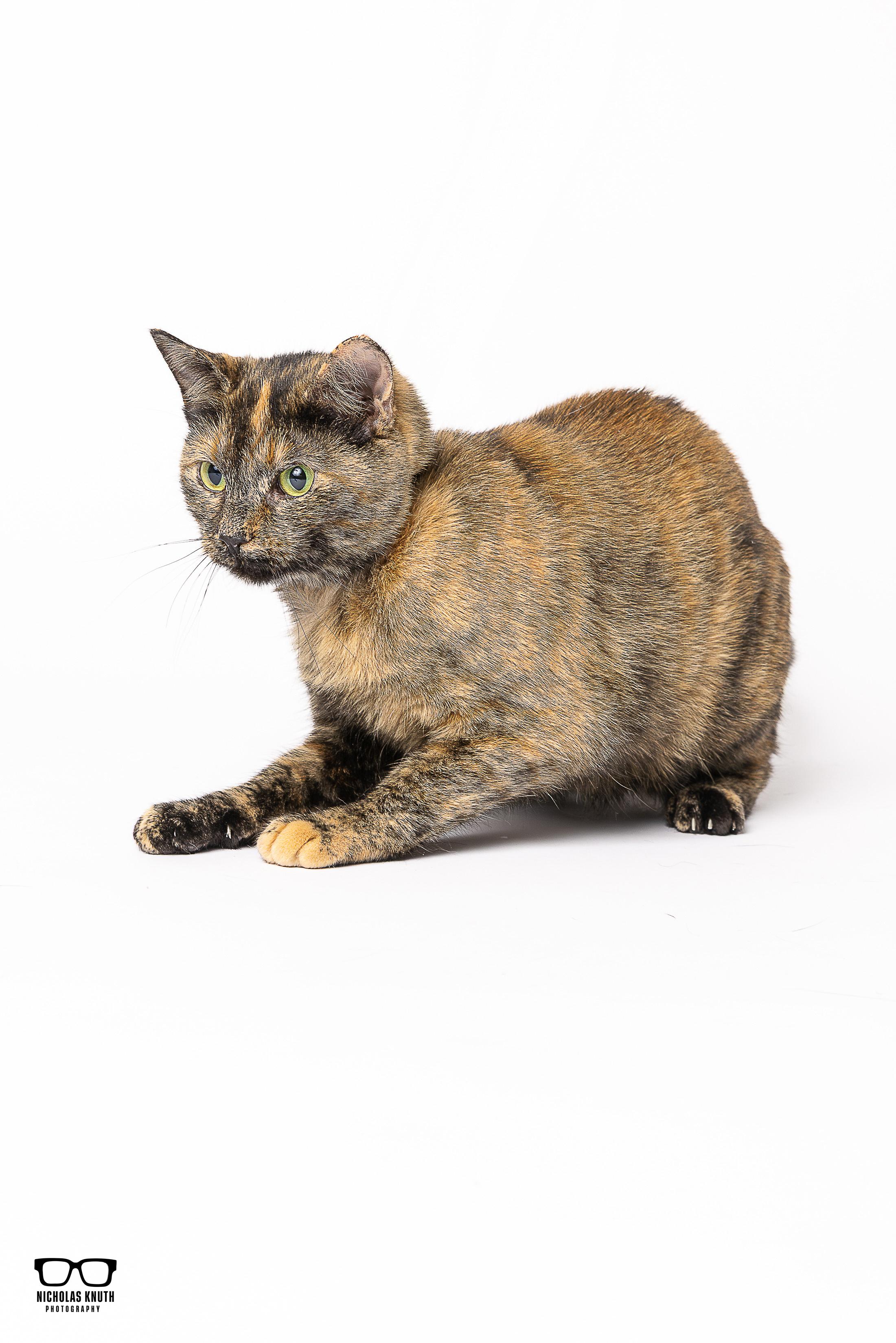 Elvira, a Adoptable Tortoiseshell in Palatine, IL image 6/6