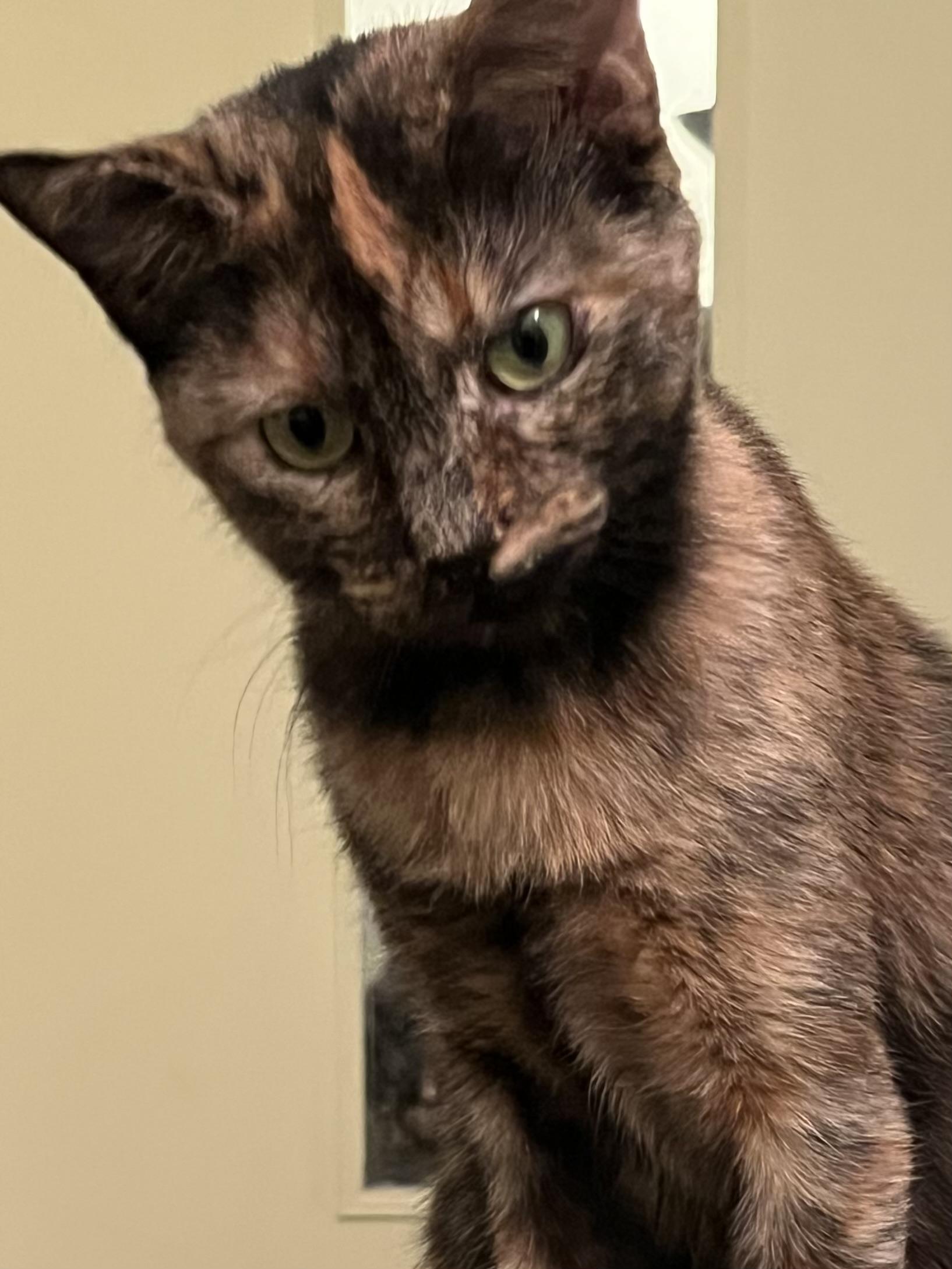 Enlarge Elvira, a Adoptable Tortoiseshell in Palatine, IL image 2/2