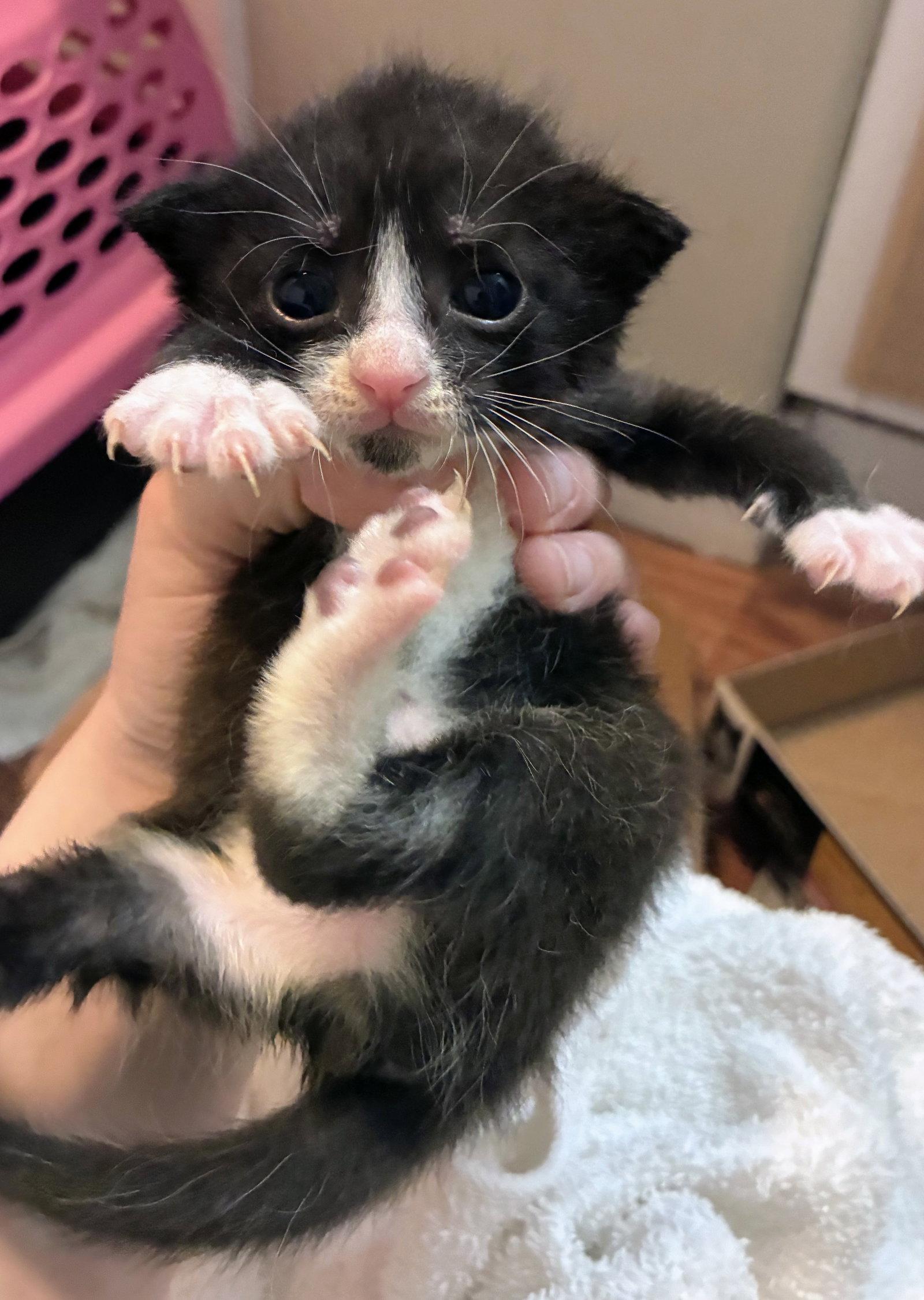 Enlarge Pearl Kitten, a Adoptable Domestic Short Hair in Allentown, PA image 1/3