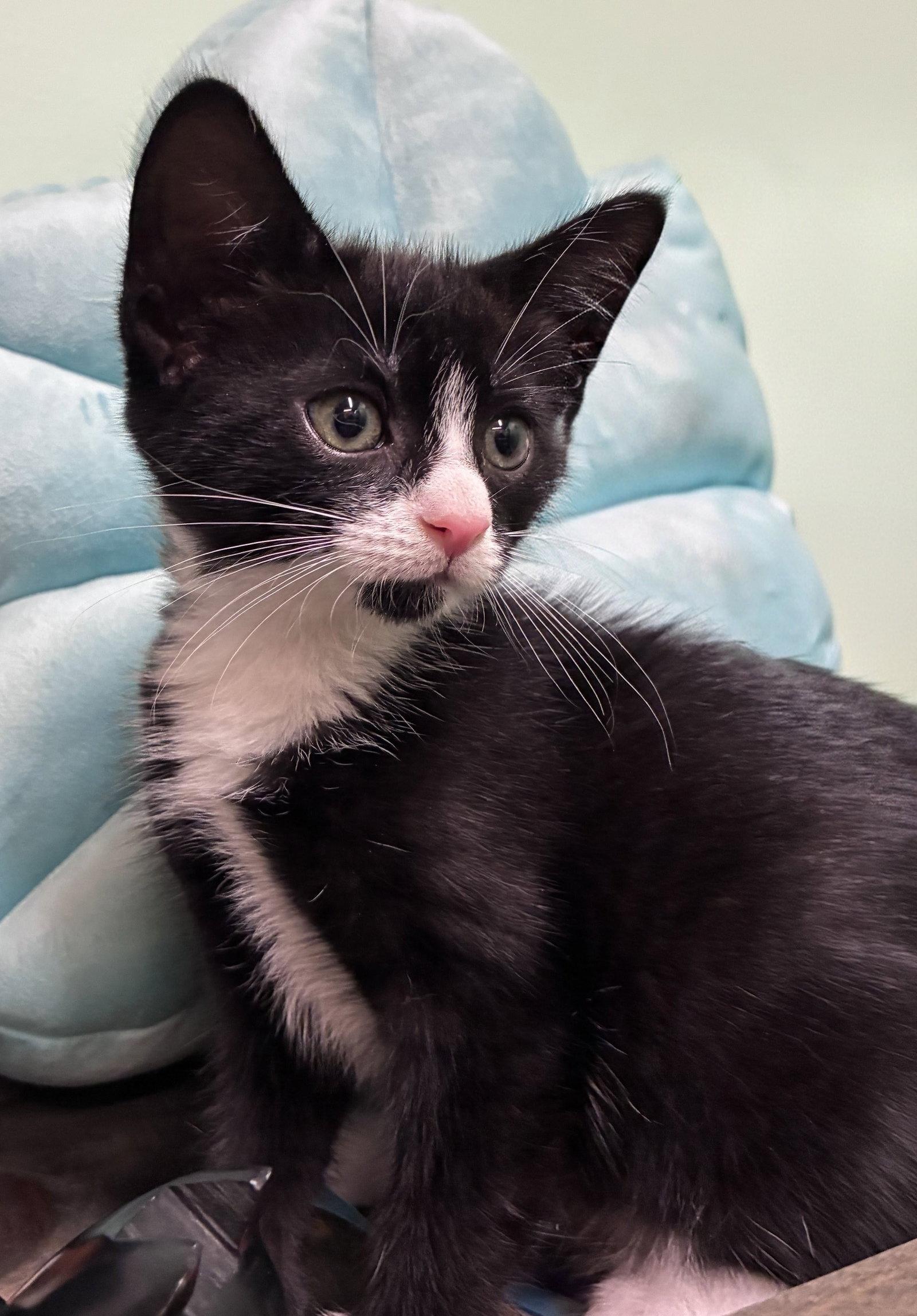Enlarge Pearl Kitten, a Adoptable Domestic Short Hair in Allentown, PA image 2/3