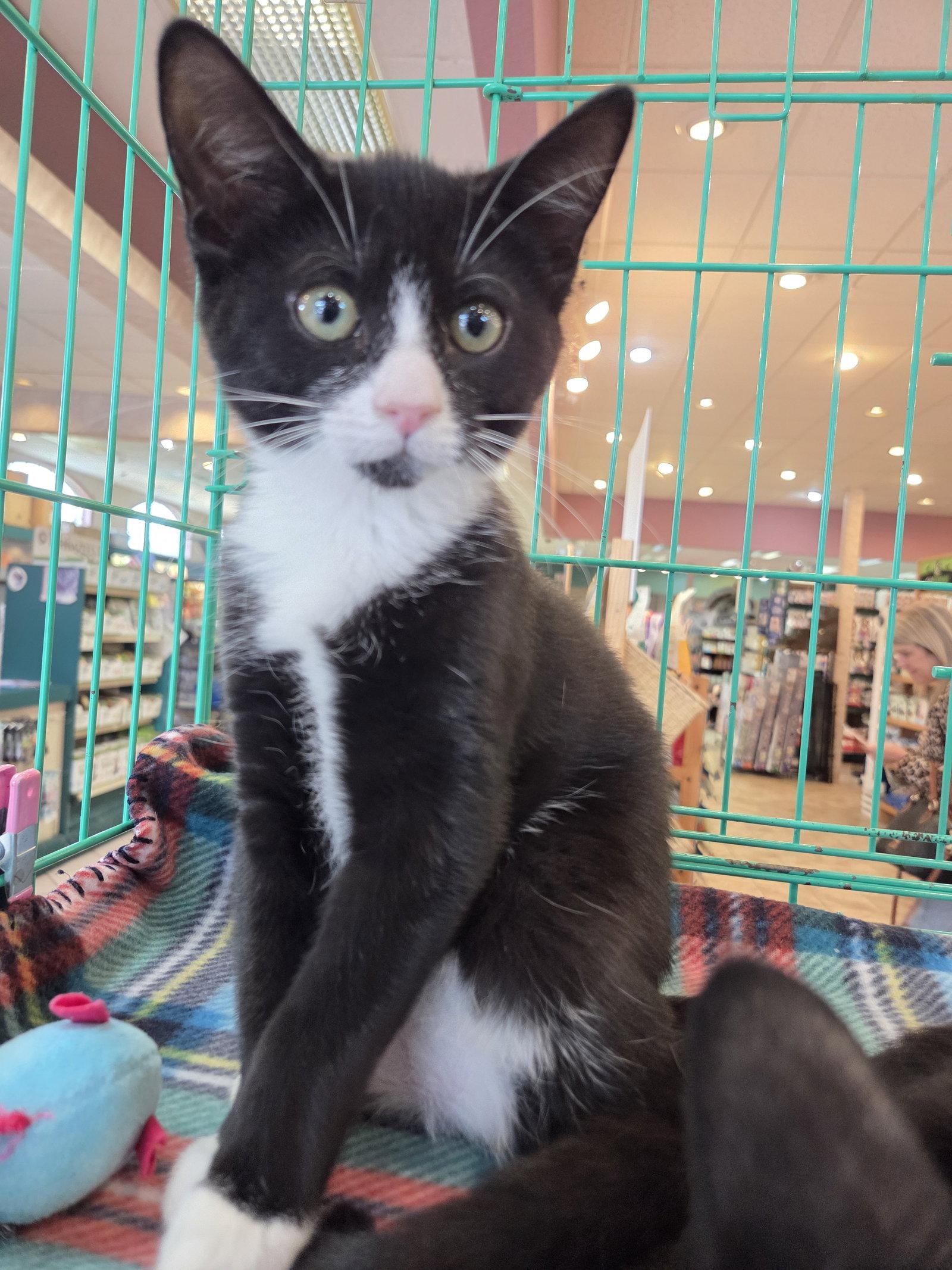 Enlarge Pearl Kitten, a Adoptable Domestic Short Hair in Allentown, PA image 3/3