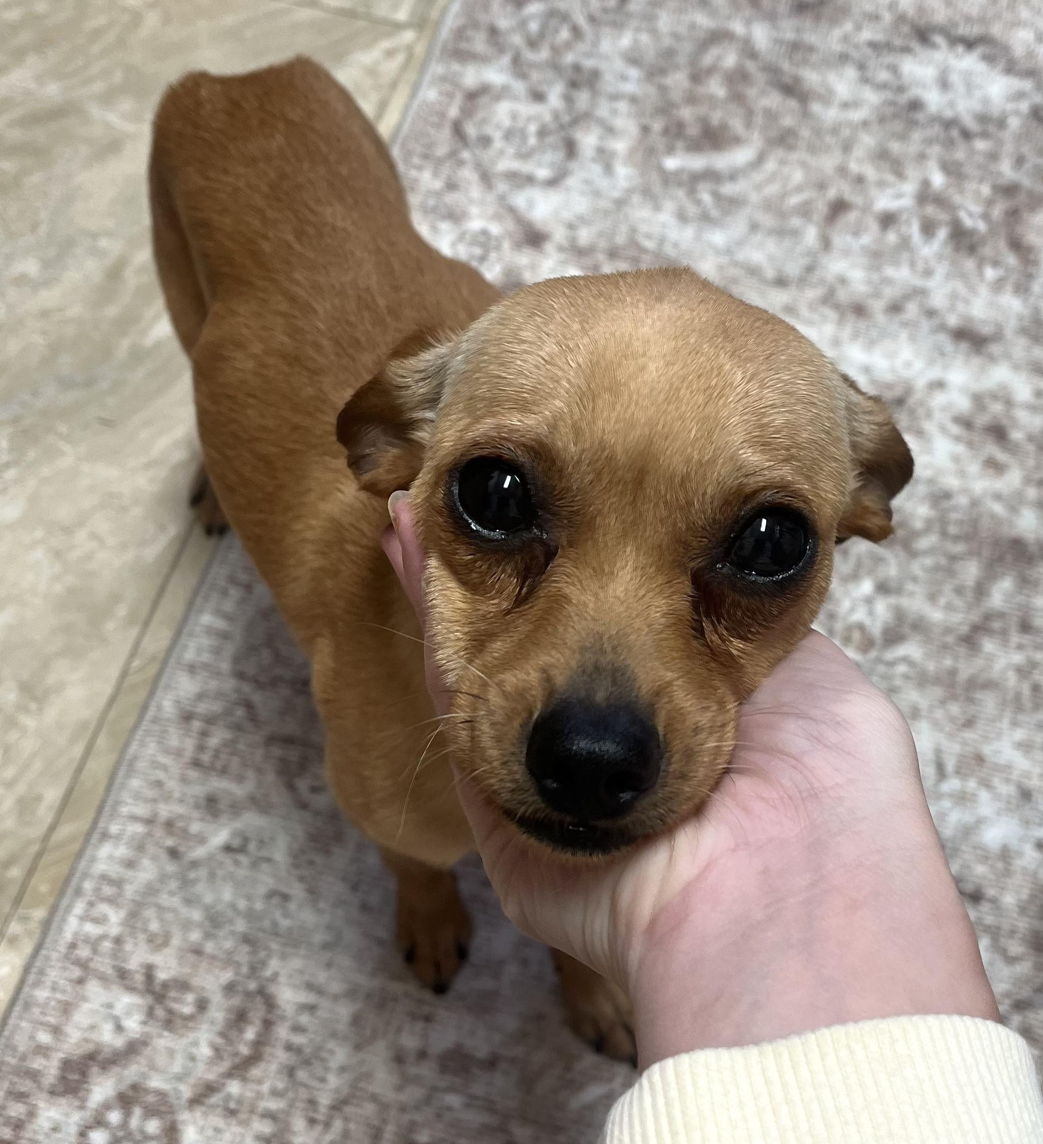 Enlarge Timmy, a Adoptable mixed breed in Brooklyn, NY image 5/6