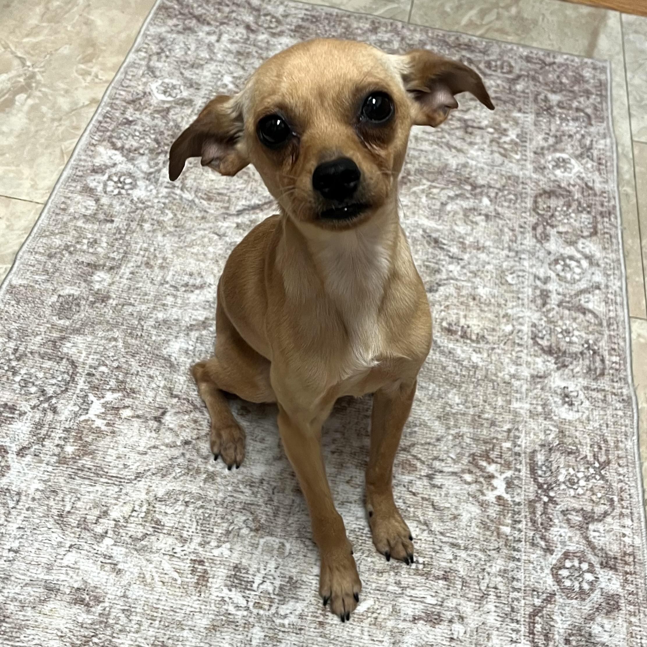 Enlarge Timmy, a Adoptable mixed breed in Brooklyn, NY image 2/6