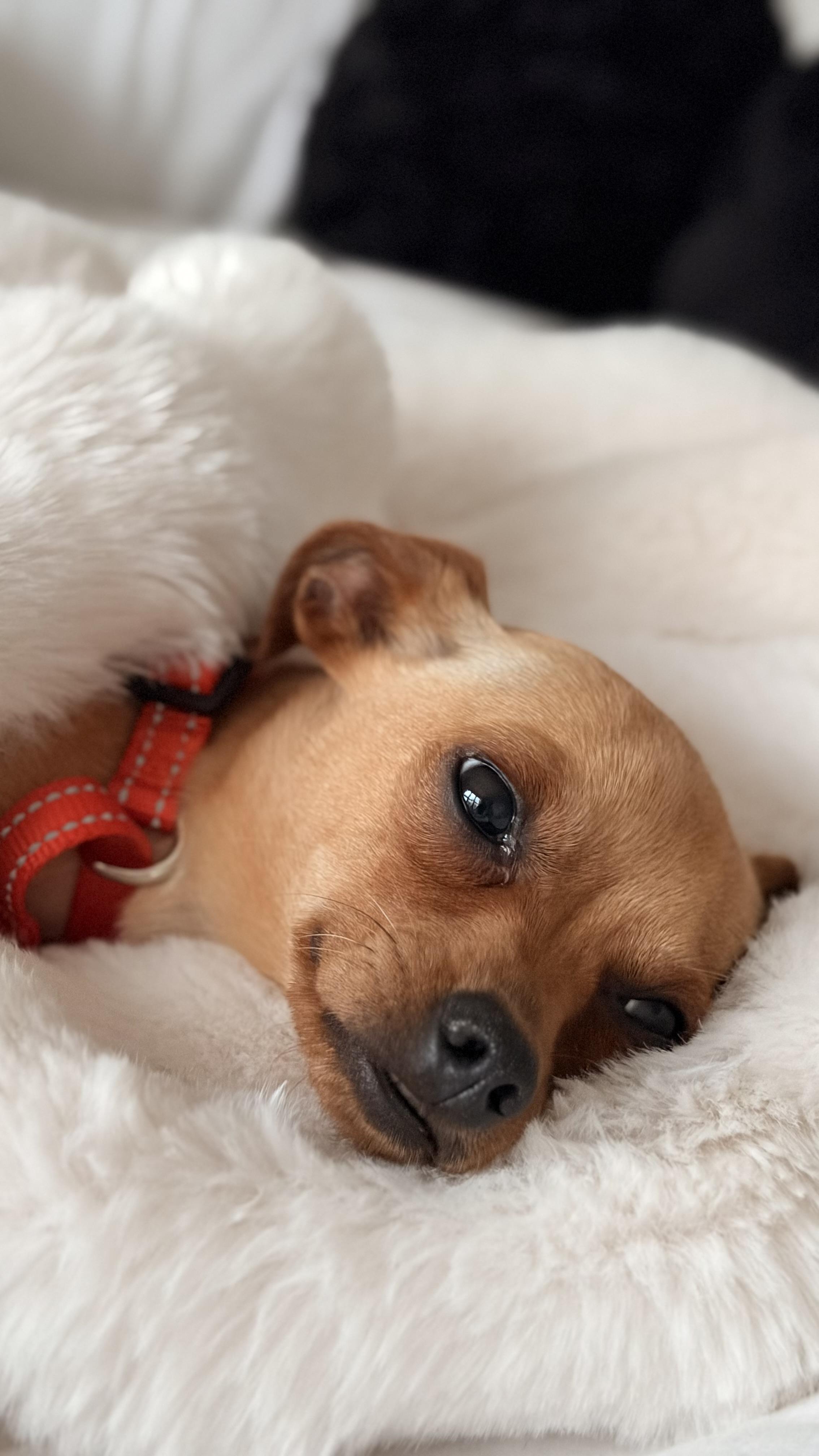 Enlarge Timmy, a Adoptable mixed breed in Brooklyn, NY image 4/6