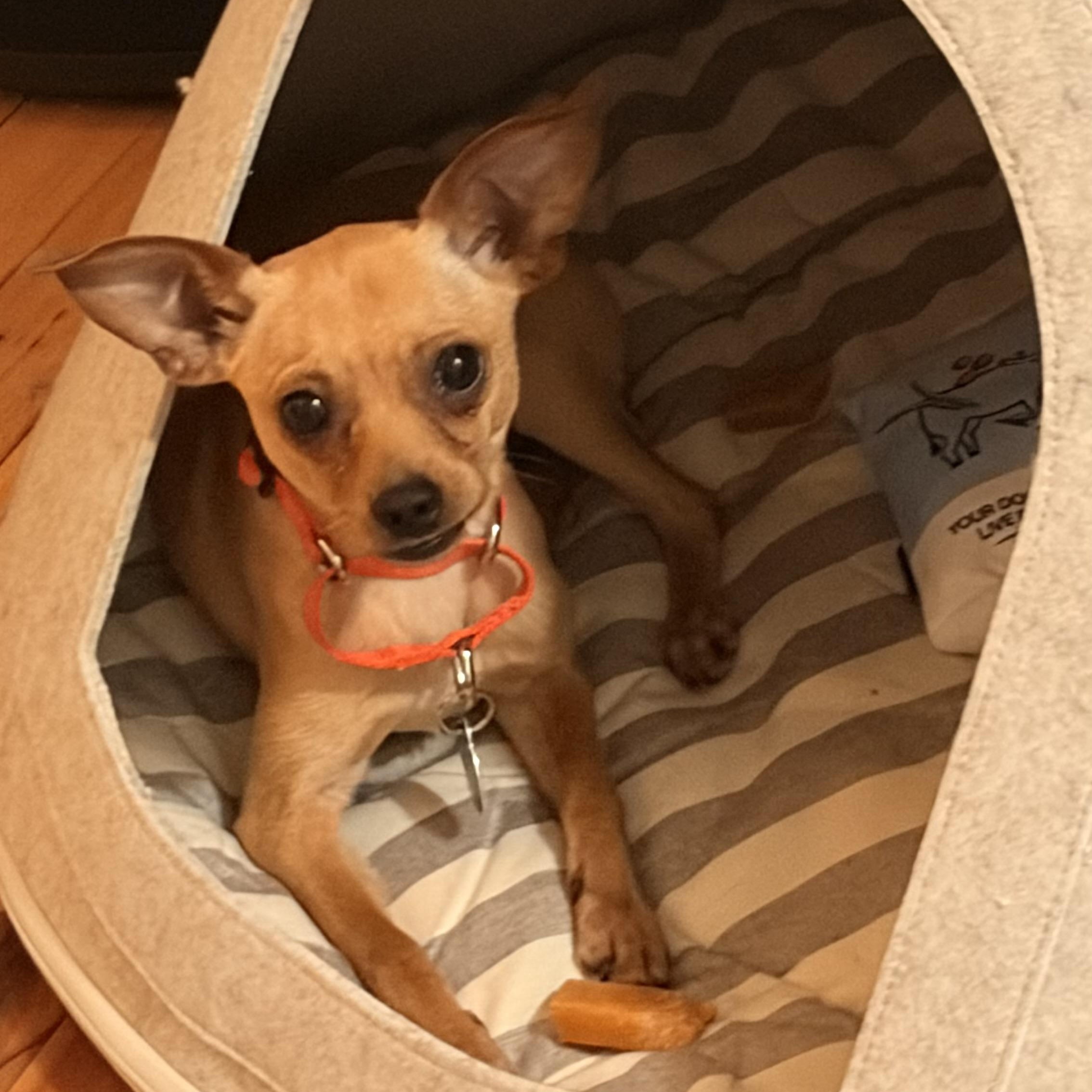 Timmy, Adoptable, Young Male Chihuahua.