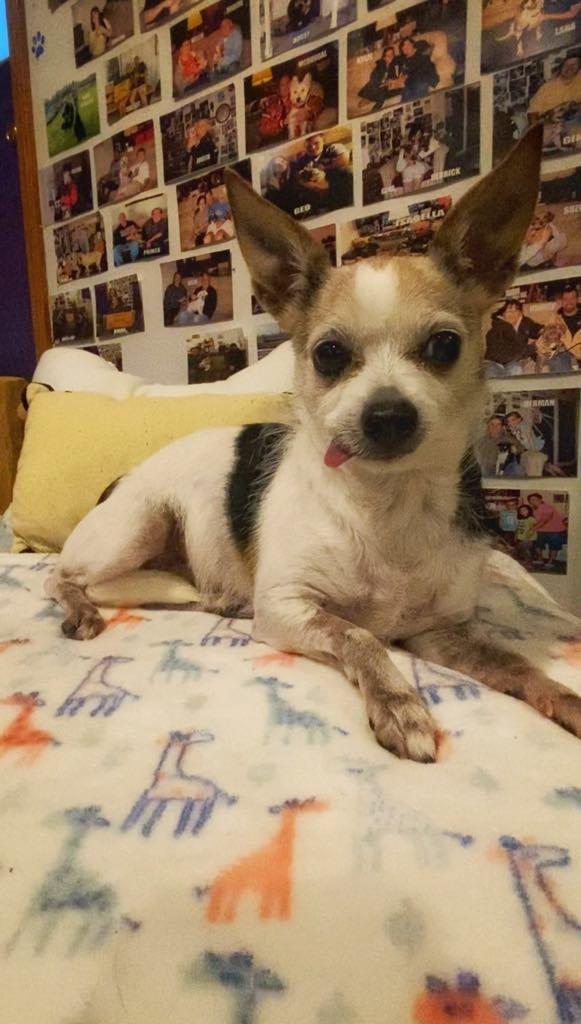 KHLOE, Adopted, Senior Female Chihuahua.