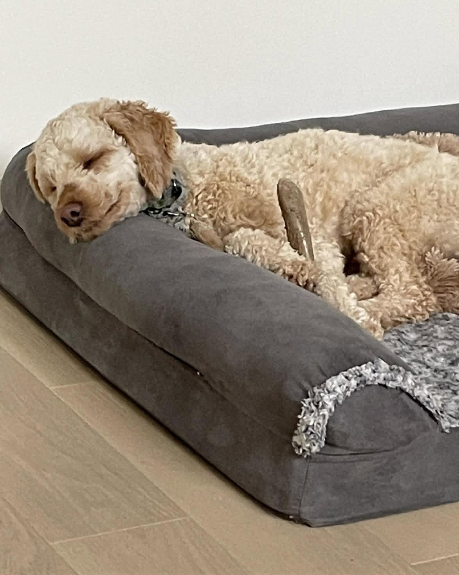 Enlarge Harvey, a Adoptable Poodle in Etobicoke, ON image 1/3