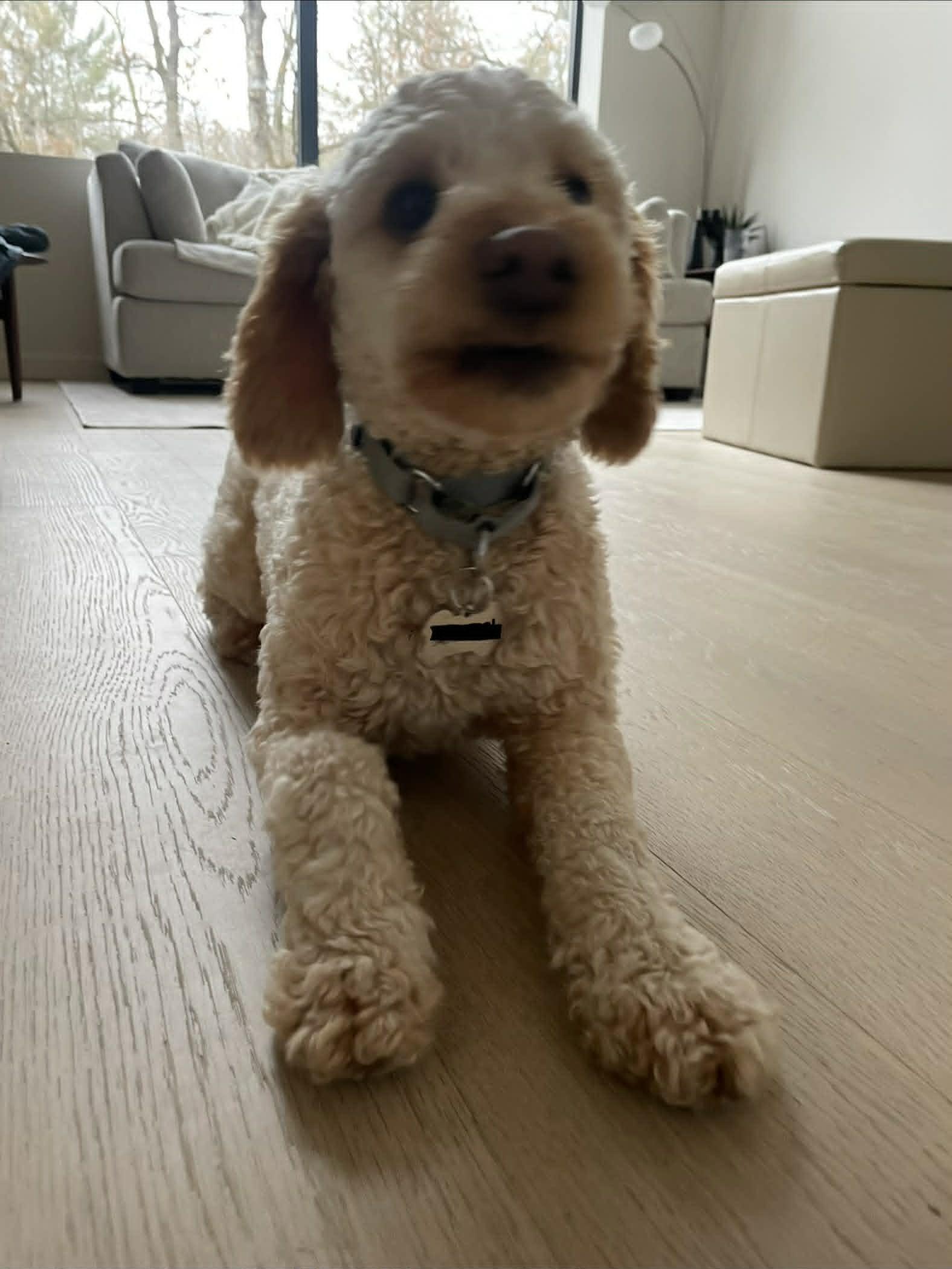 Enlarge Harvey, a Adoptable Poodle in Etobicoke, ON image 2/3