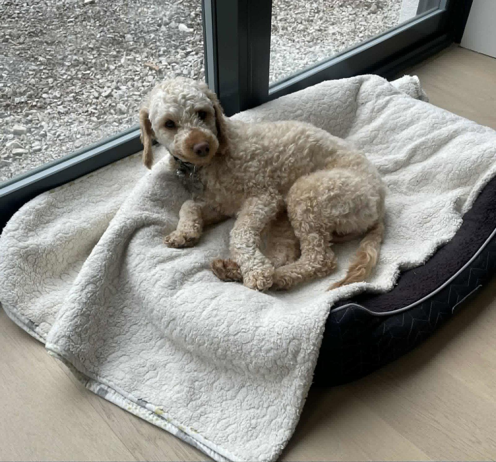 Enlarge Harvey, a Adoptable Poodle in Etobicoke, ON image 3/3