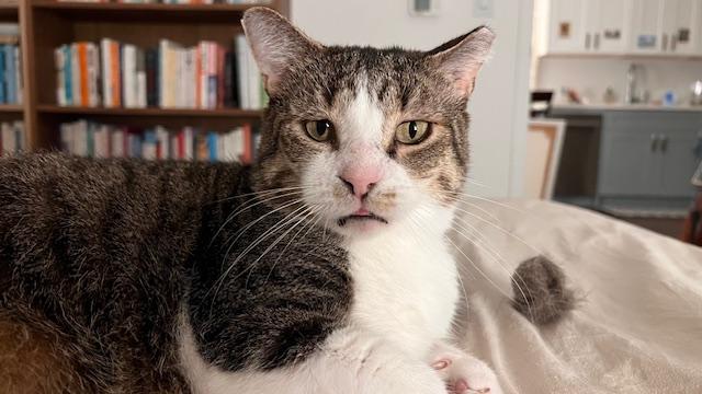 Apollo (God of Light), a Adoptable Domestic Short Hair in New York, NY image 4/5