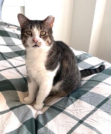 Apollo (God of Light), a Adoptable Domestic Short Hair in New York, NY image 2/5