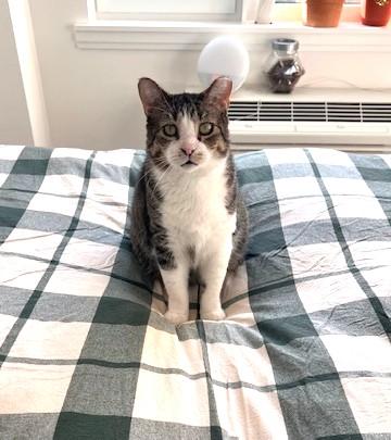 Apollo (God of Light), a Adoptable Domestic Short Hair in New York, NY image 3/5