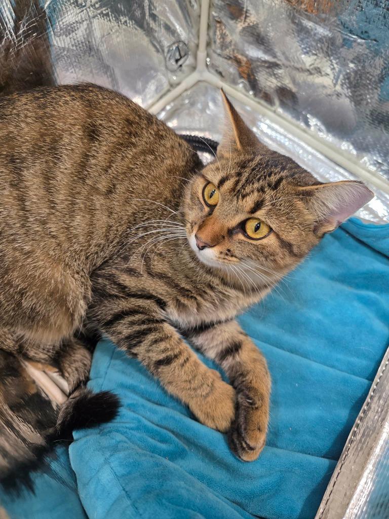 Enlarge Mowee, a Adoptable mixed breed in Fond Du Lac, WI image 1/4