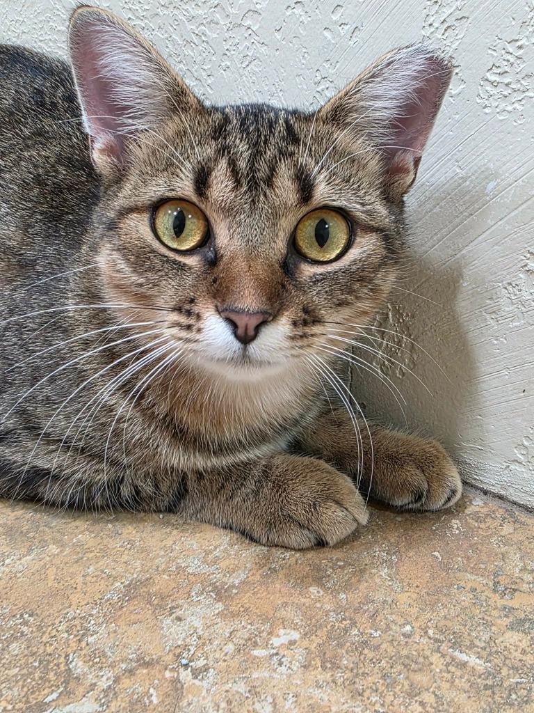 Enlarge Mowee, a Adoptable mixed breed in Fond Du Lac, WI image 2/4