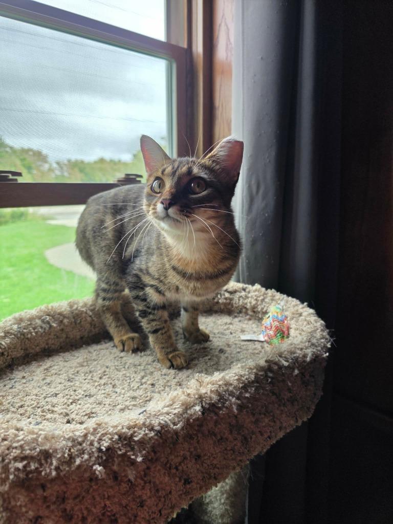 Enlarge Mowee, a Adoptable mixed breed in Fond Du Lac, WI image 3/4