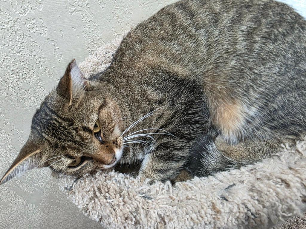 Enlarge Mowee, a Adoptable mixed breed in Fond Du Lac, WI image 4/4
