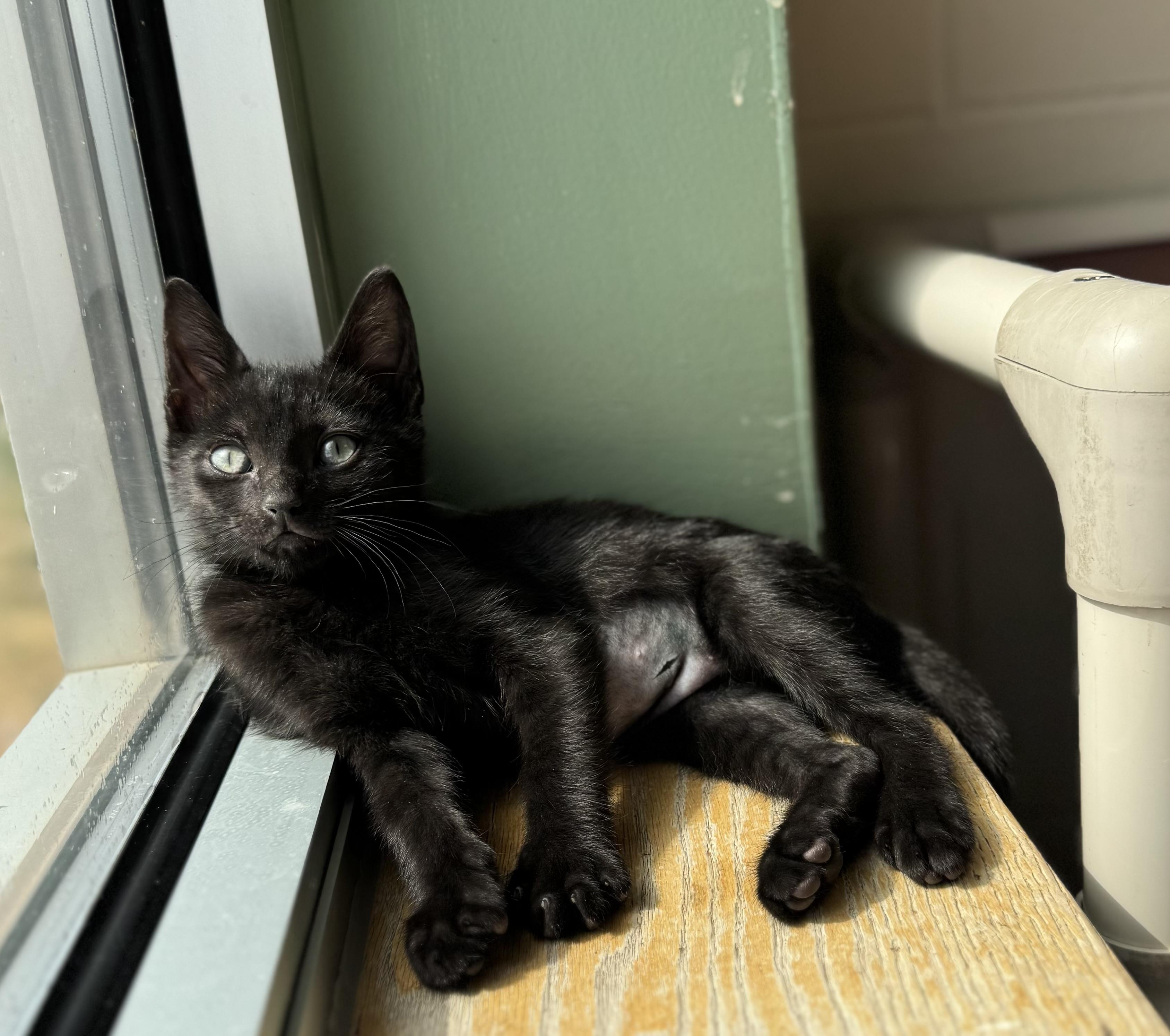 Phyllis, an adoptable Domestic Short Hair in Eagle, CO, 81631 | Photo Image 5