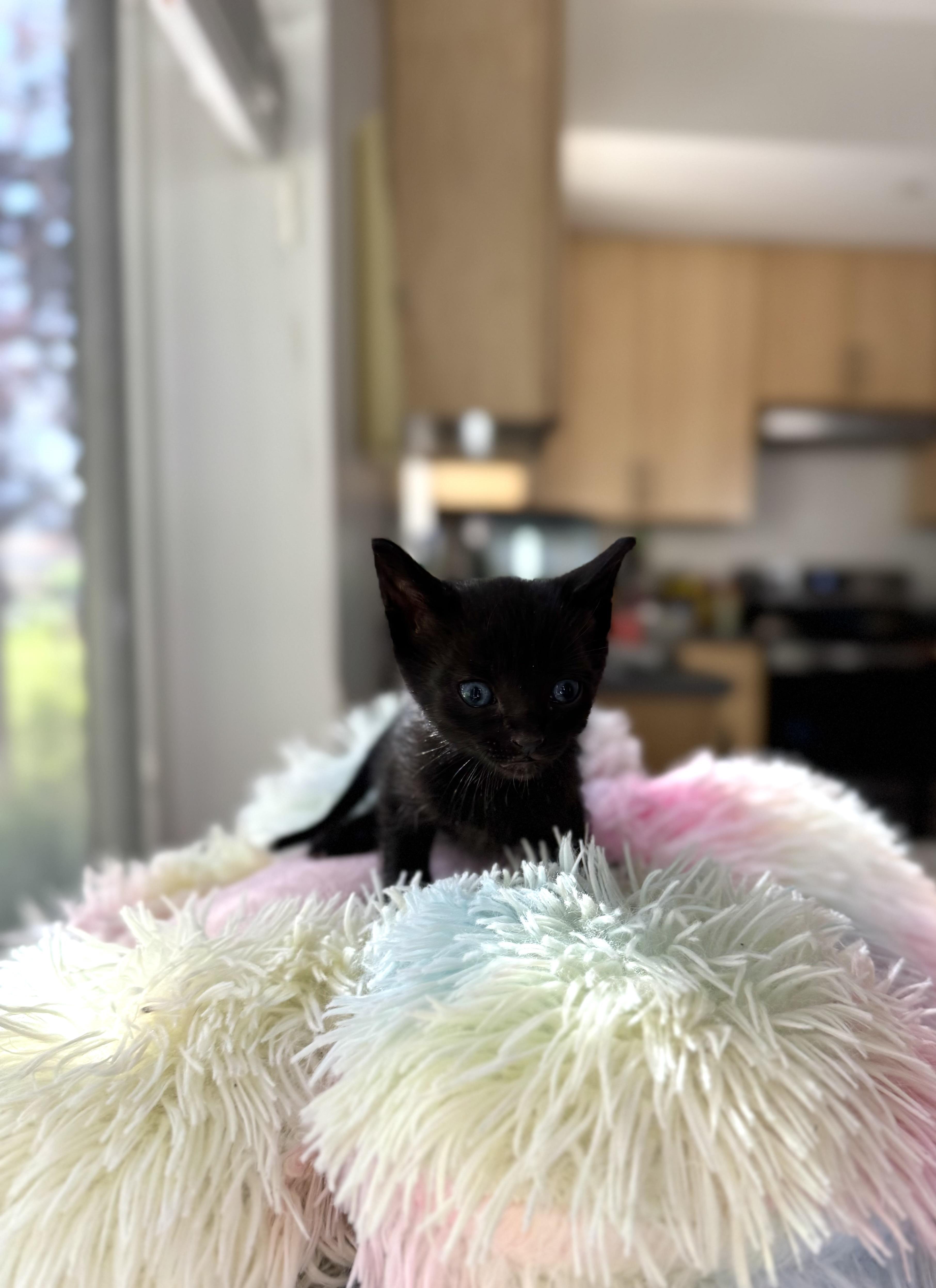 Phyllis, an adoptable Domestic Short Hair in Eagle, CO, 81631 | Photo Image 4