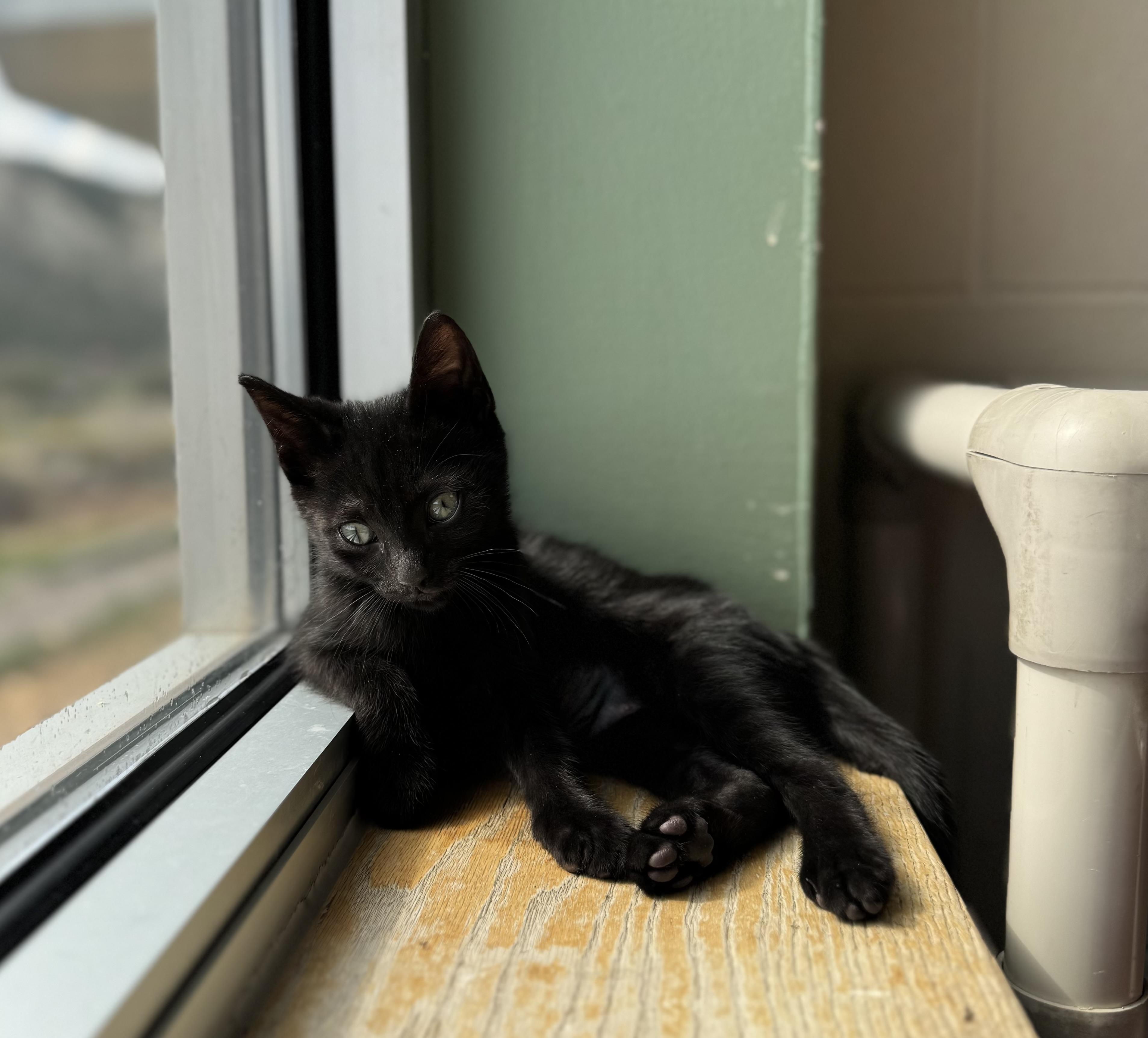 Phyllis, an adoptable Domestic Short Hair in Eagle, CO, 81631 | Photo Image 6