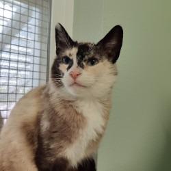 Enlarge Thistle, a Adoptable mixed breed in Eastsound, WA image 1/2