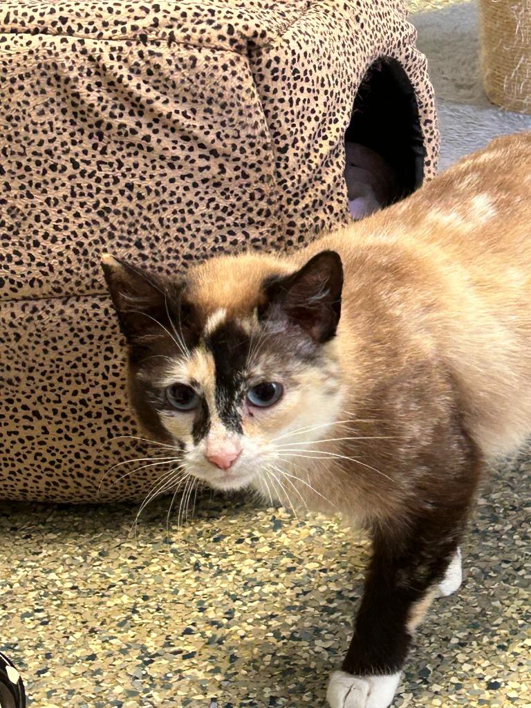 Enlarge Thistle, a Adoptable mixed breed in Eastsound, WA image 2/2