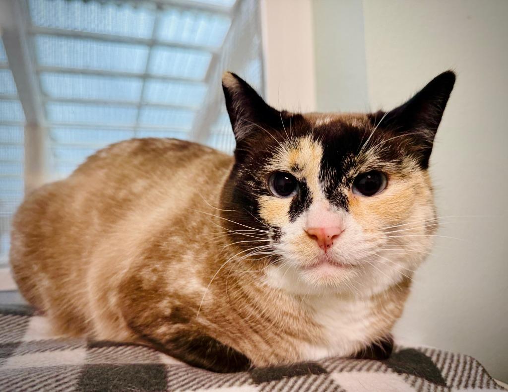 Enlarge Thistle, a Adoptable mixed breed in Eastsound, WA image 3/3