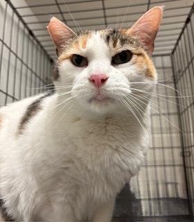 Cheyenne — thumbnail 2