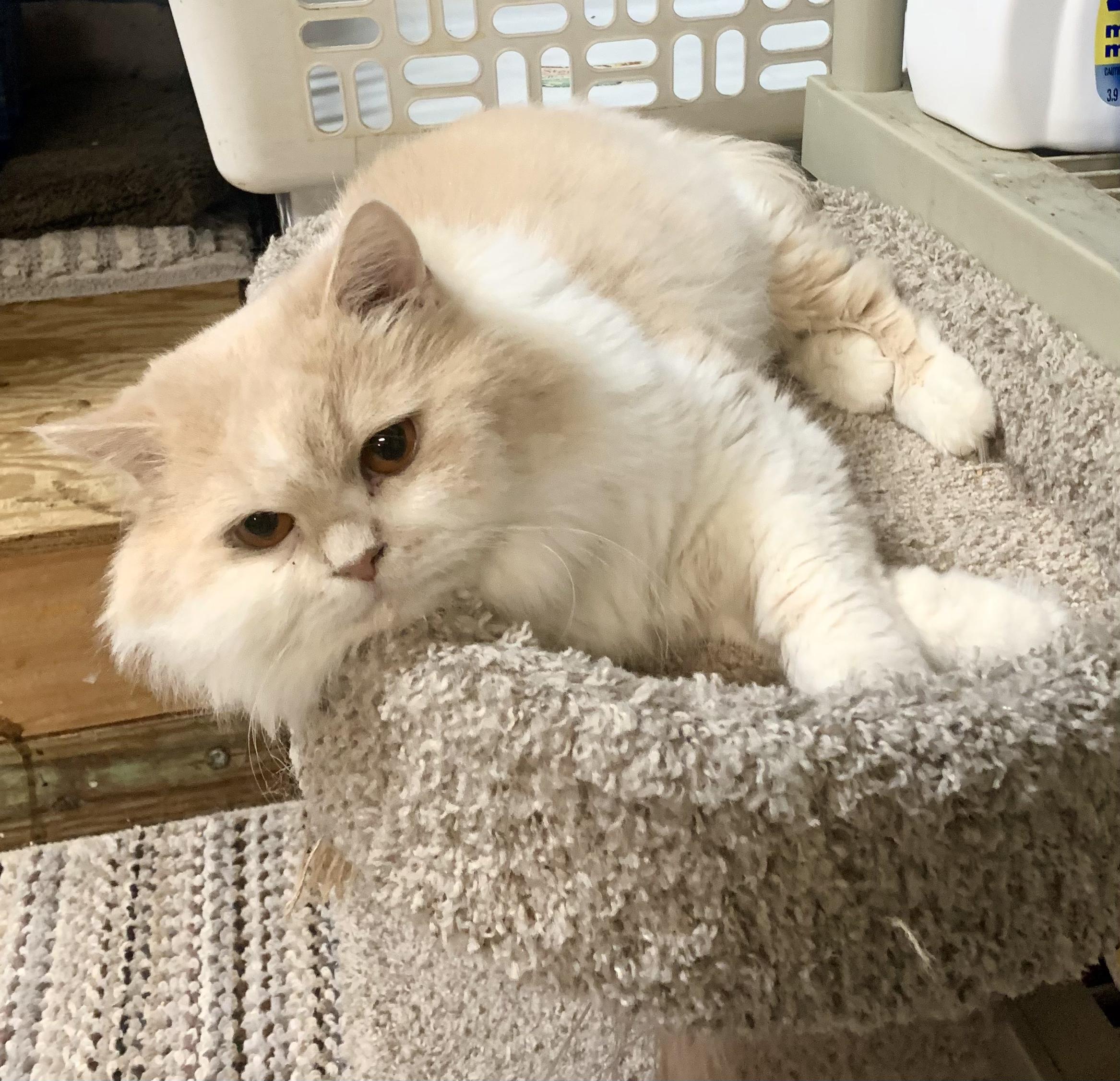 DAVINCI, adoptable, Adult Male Persian & Domestic Long Hair.