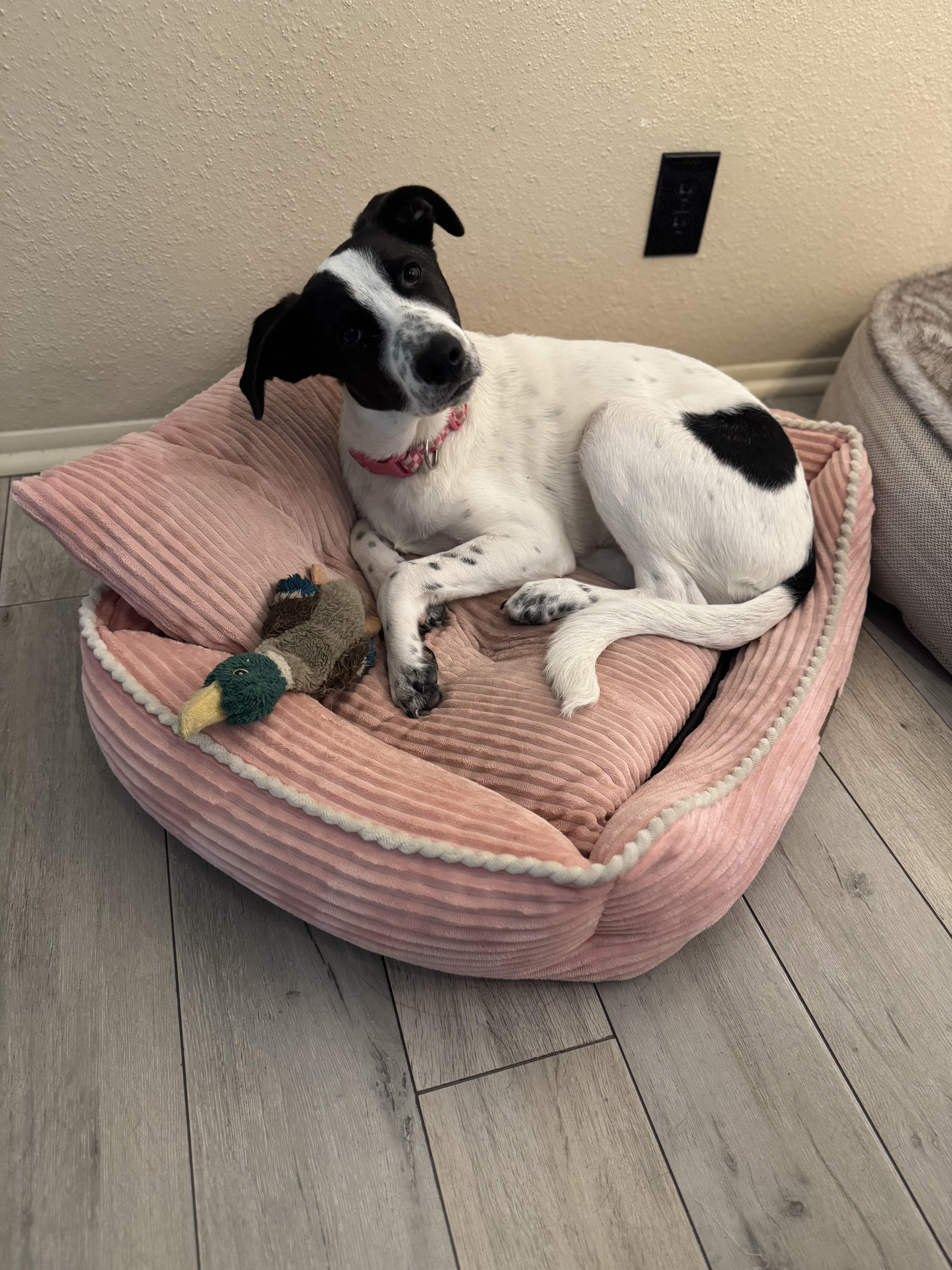 Betty White, adopted, Young Female Labrador Retriever & Lancashire Heeler.