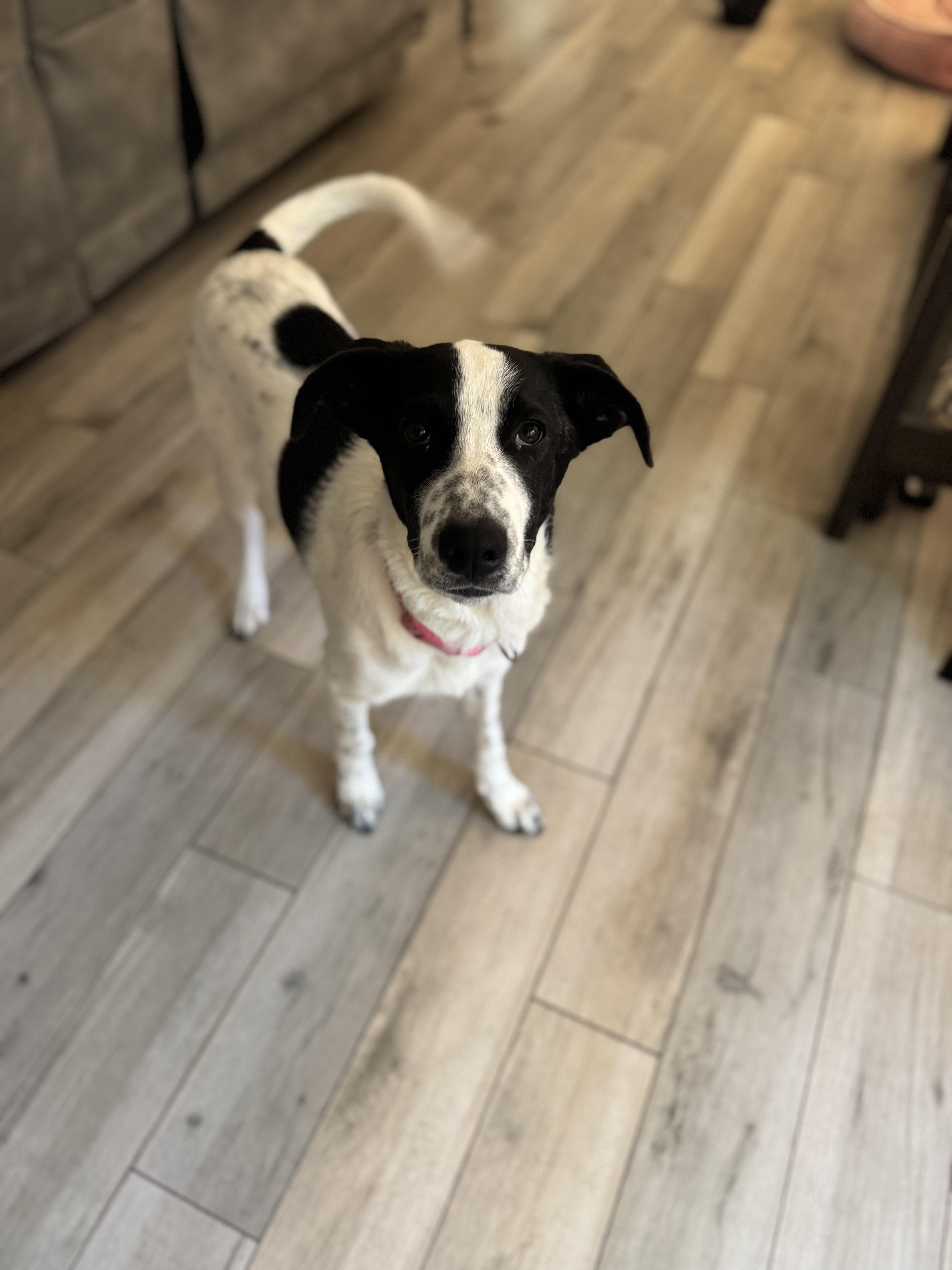 Enlarge Betty White, an adopted mixed breed in San Antonio, TX image 2/2